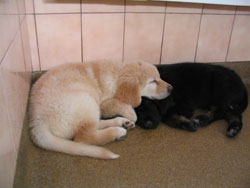 chiot de Sonate  6 semaines